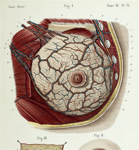 pic of boobs|Breast Pictures, Anatomy & Anatomy 